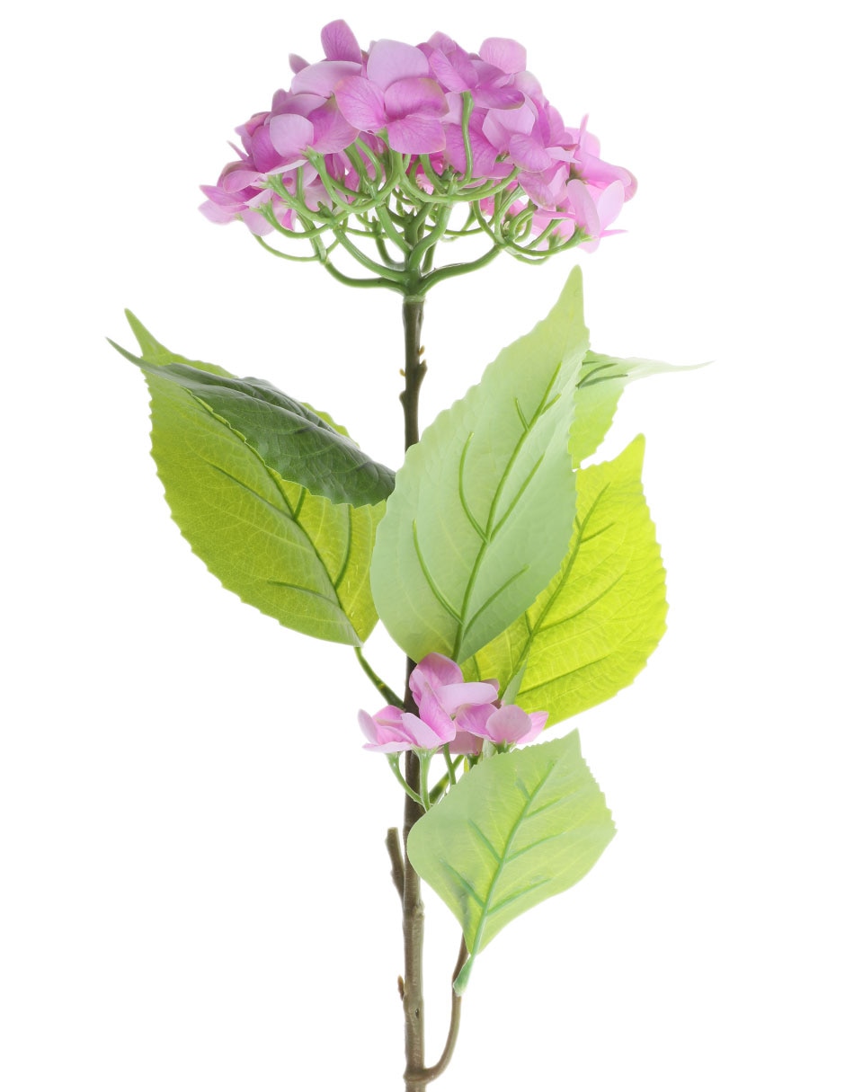 Hortensia Clarina 2