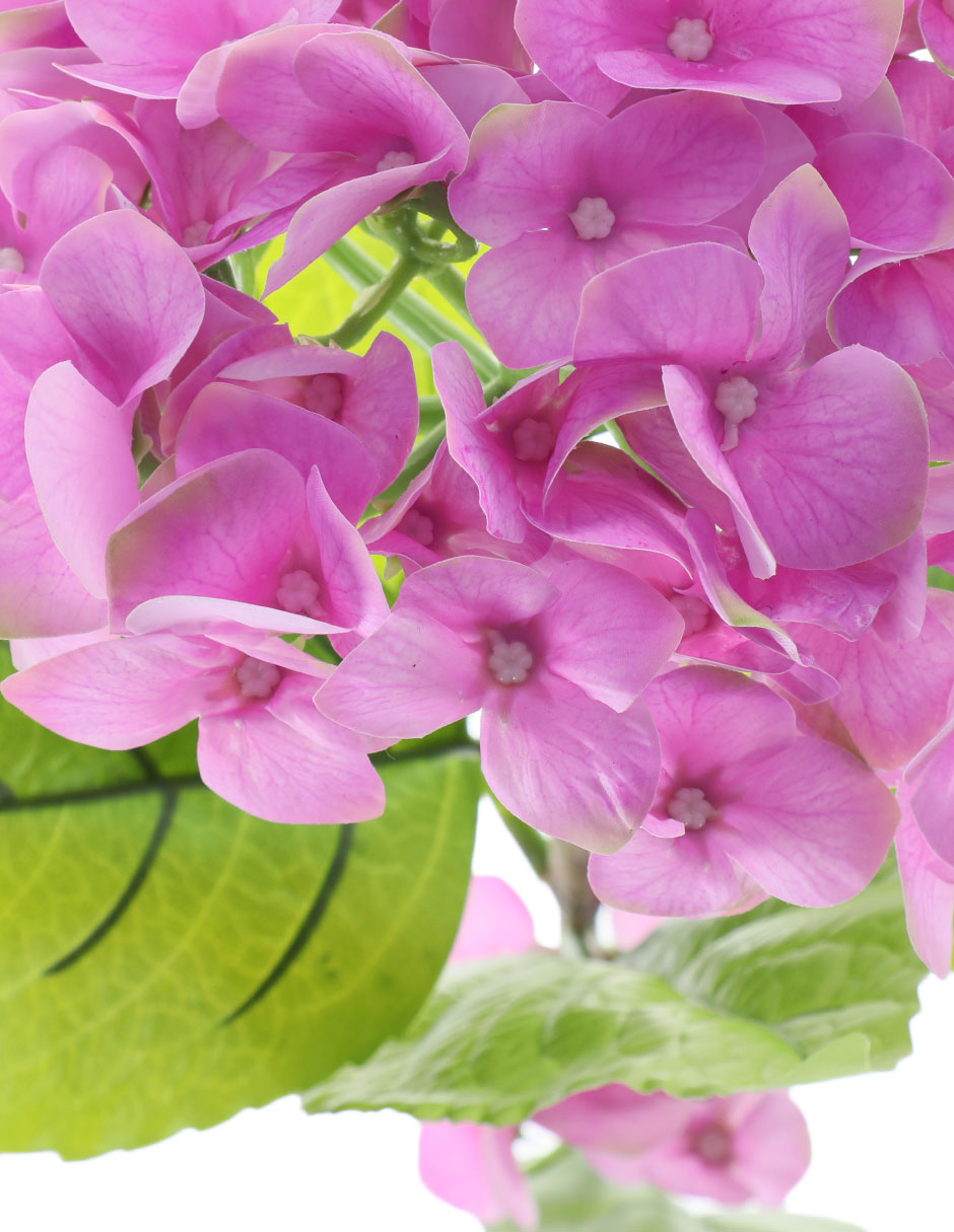Hortensia Clarina 3