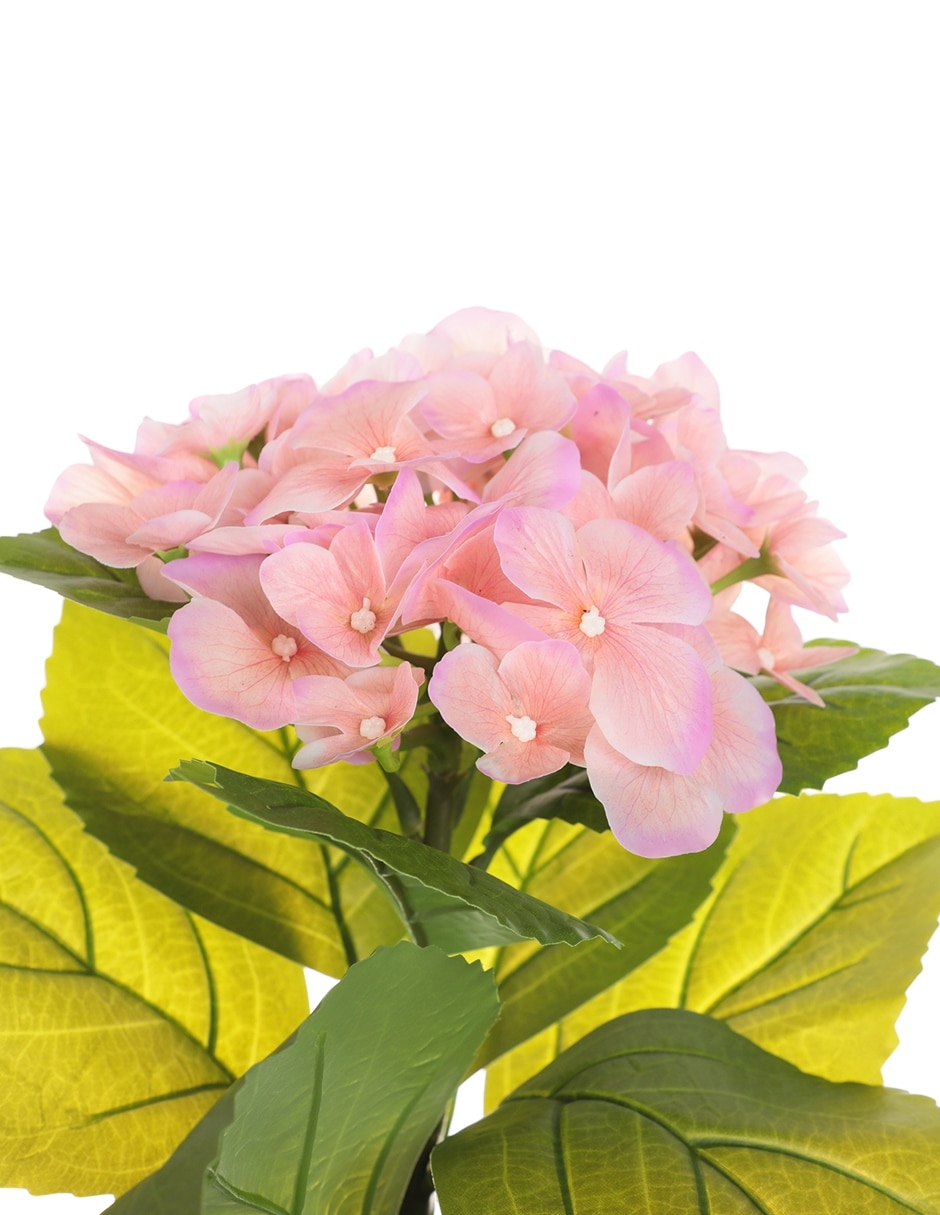 Preelaborado de hortensia 2