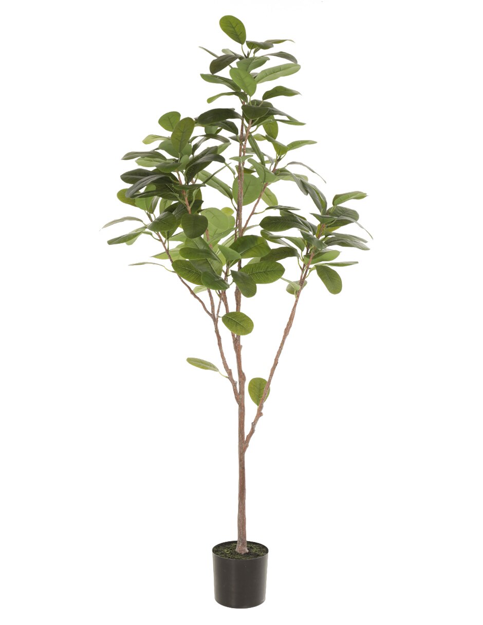 Árbol Hig 1