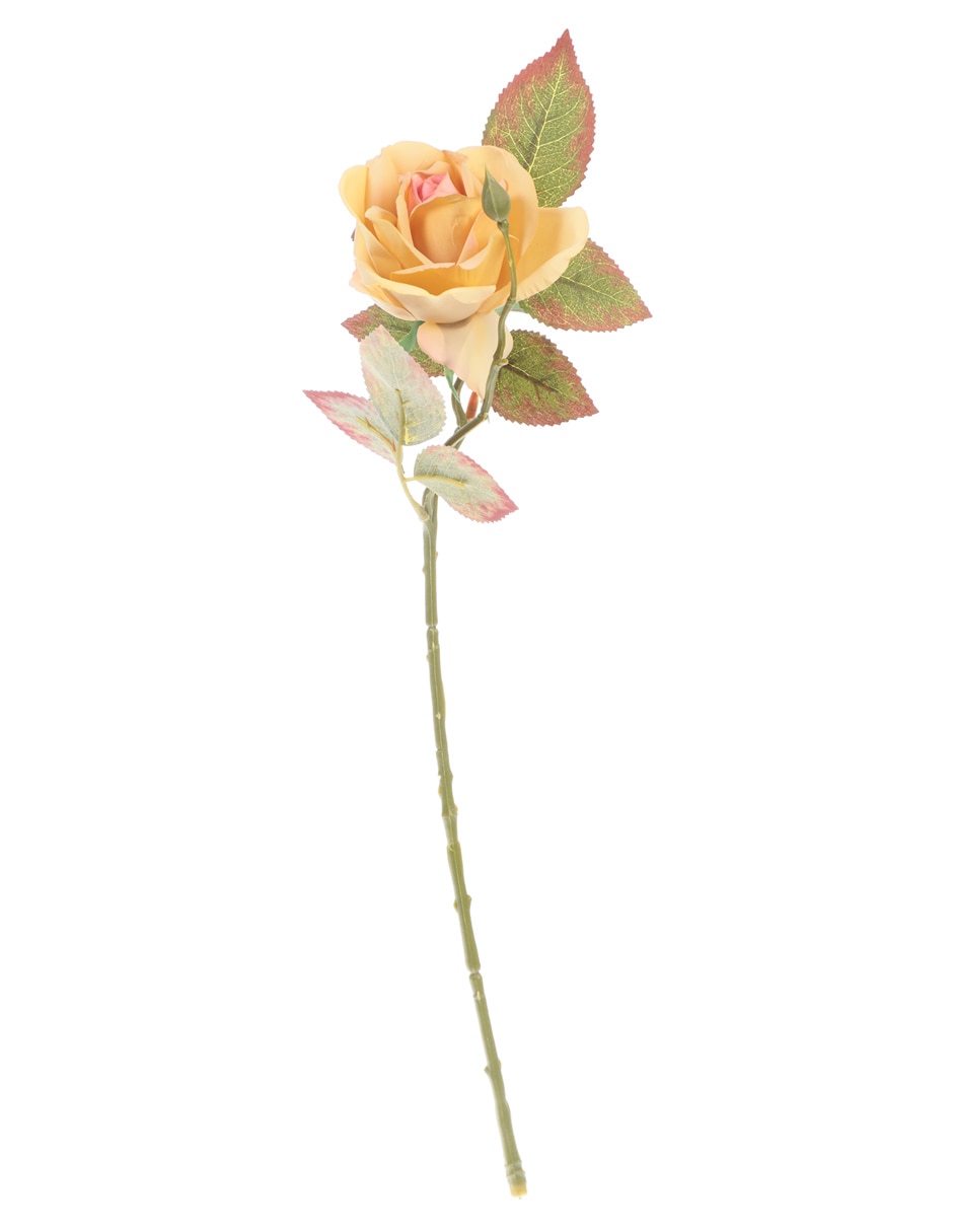 Rosa 1