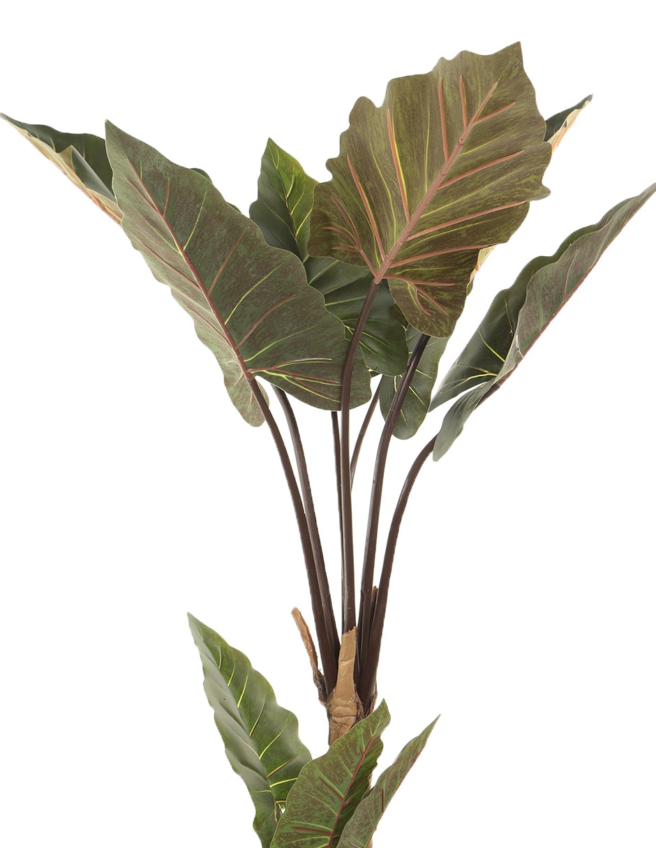 Árbol 3