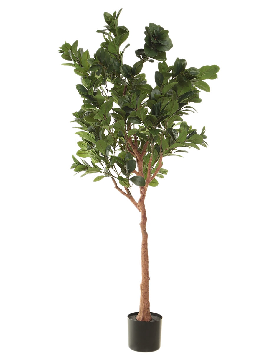 Árbol 2