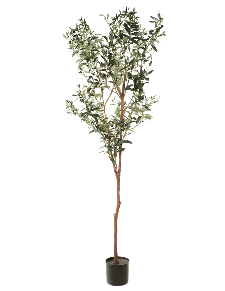 Olivo 180 cm con maceta Olivo 180 cm con maceta