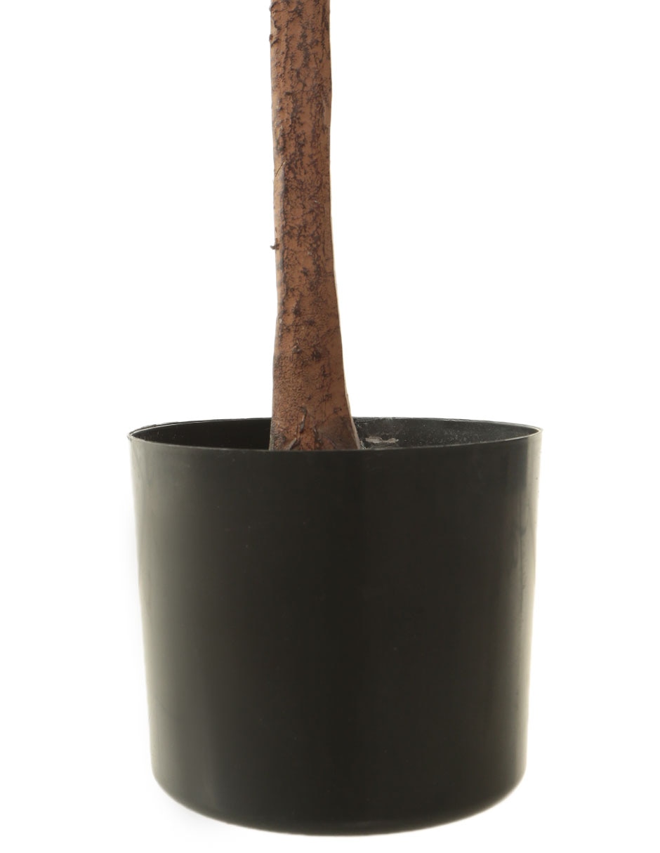 Olivo 180 cm con maceta 3