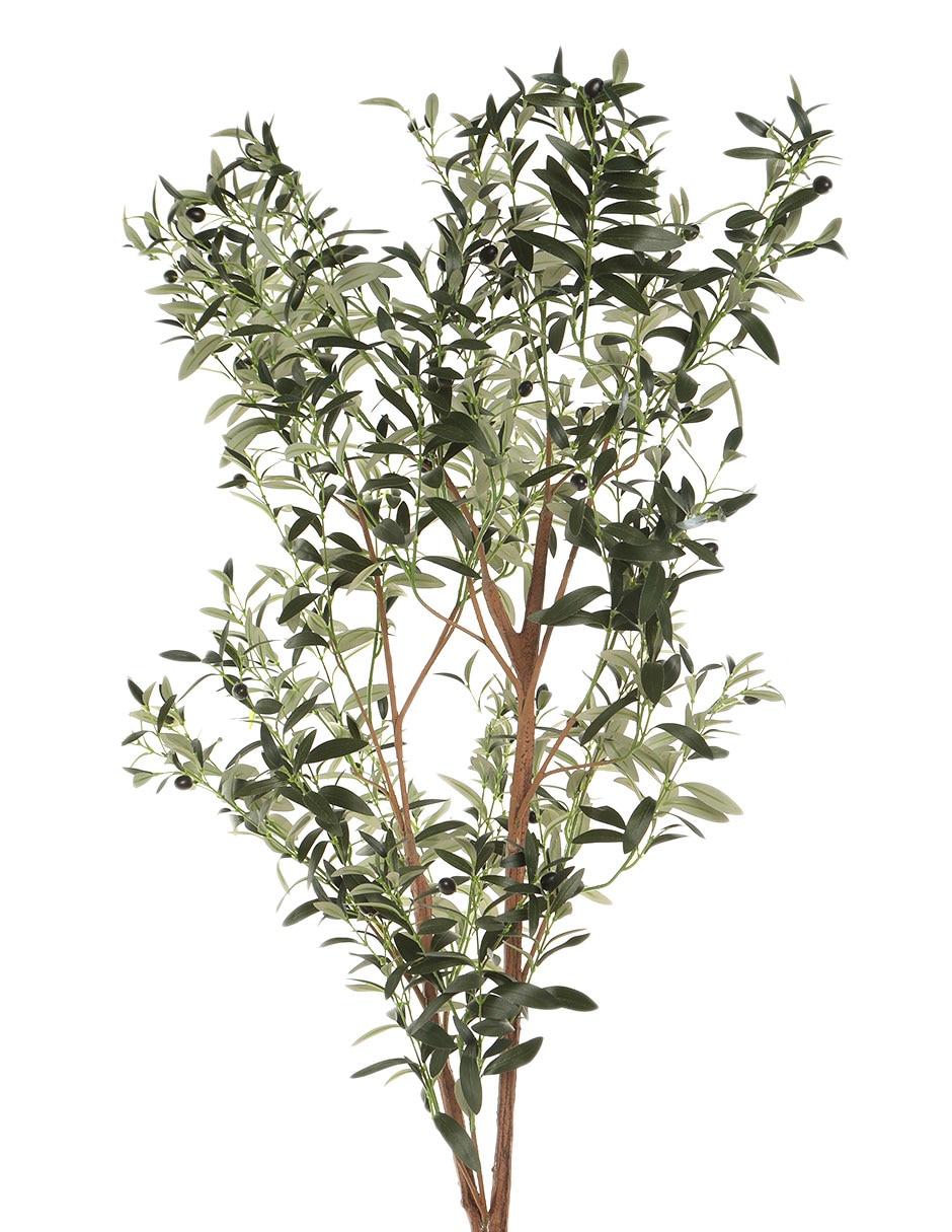 Olivo 180 cm con maceta 4