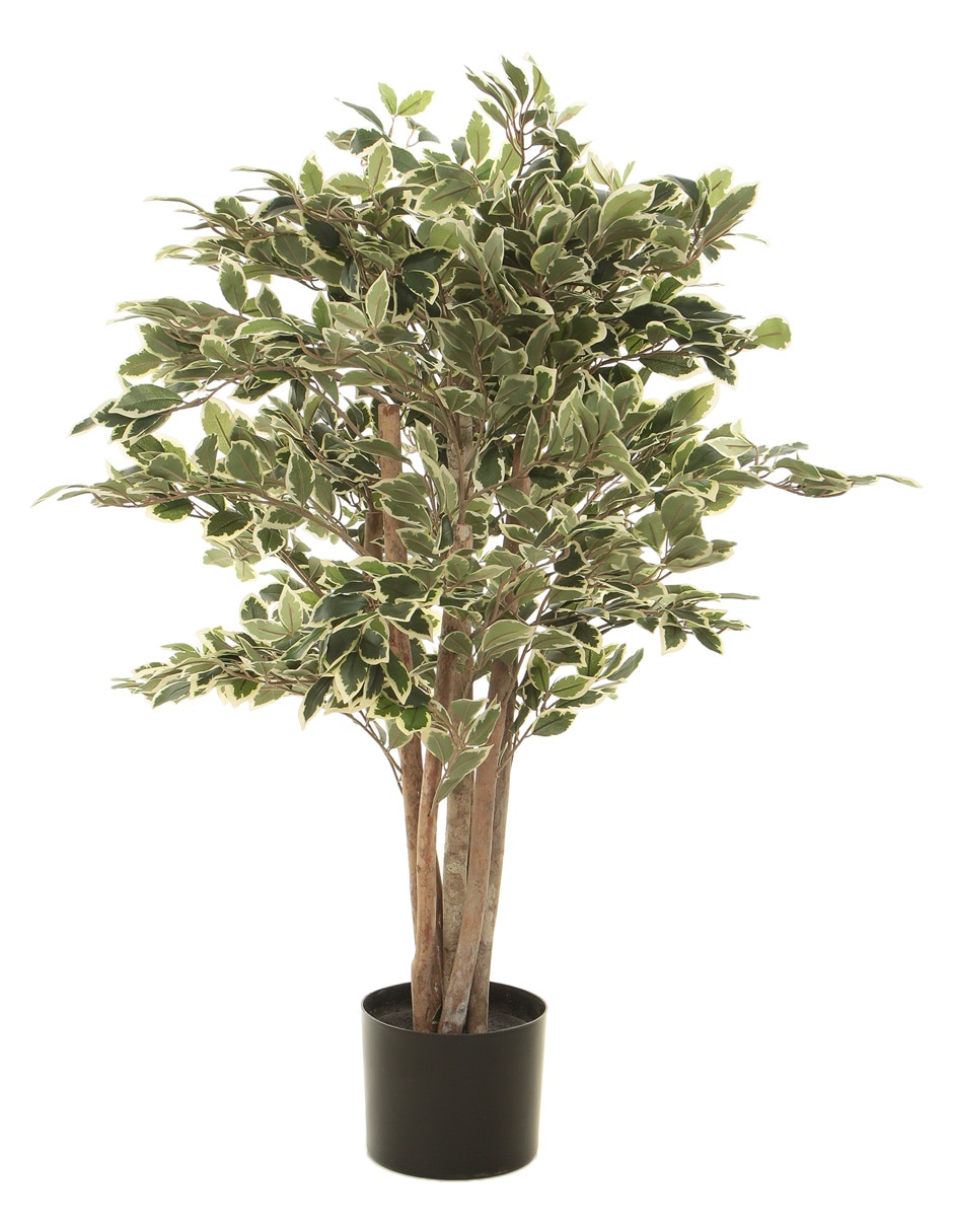 Ficus benjamina golden king 100 cm con maceta 1