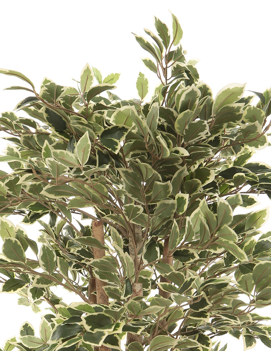 Ficus benjamina golden king 100 cm con maceta 6