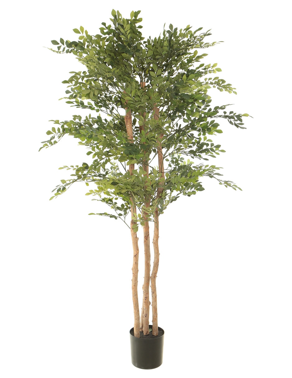 Árbol