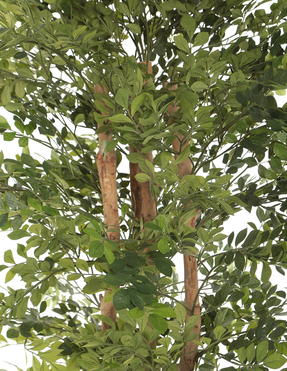 Árbol 3