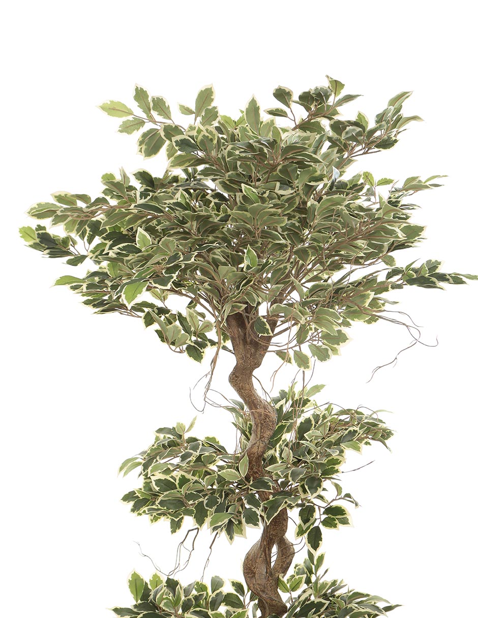 Árbol 3
