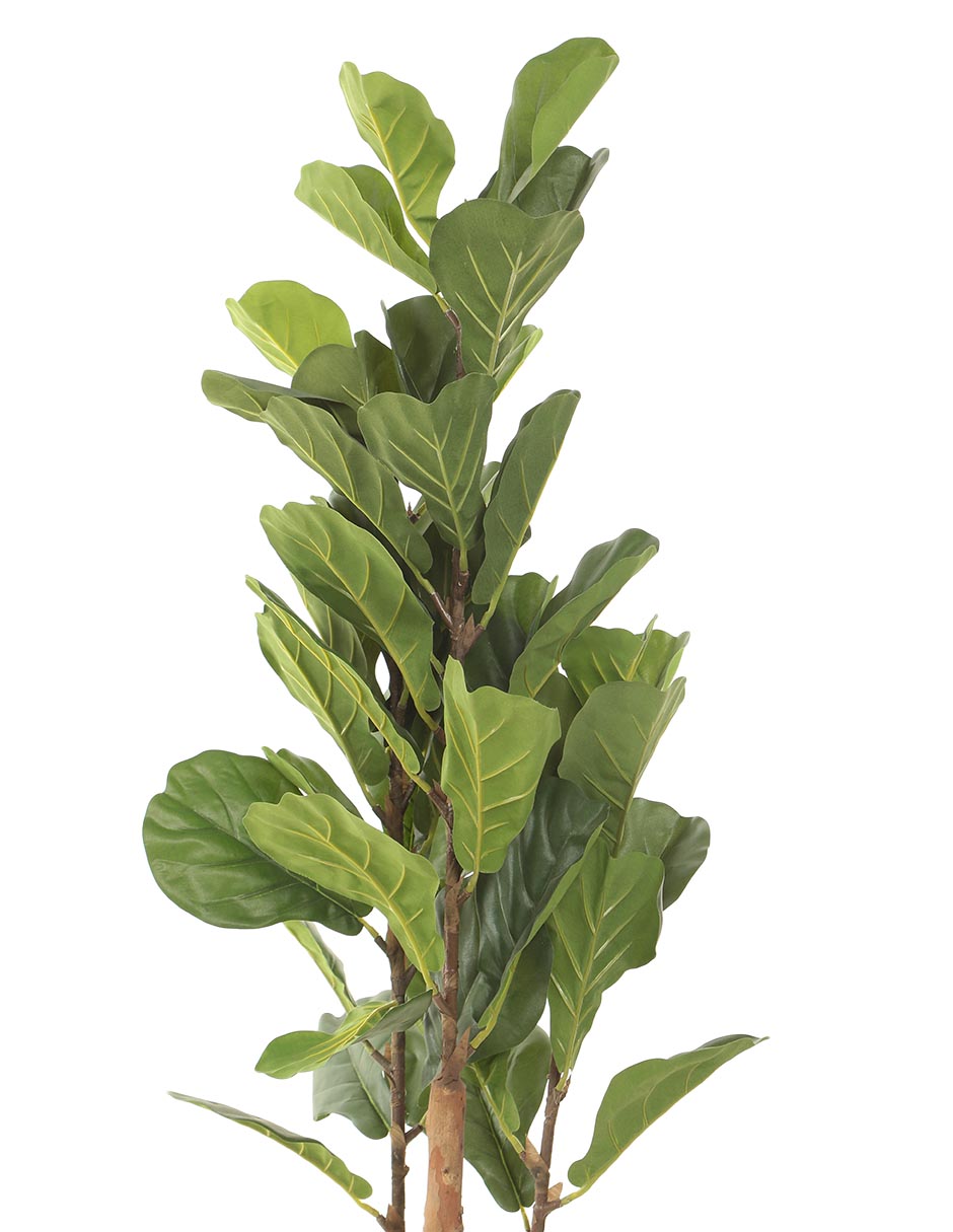Árbol 3