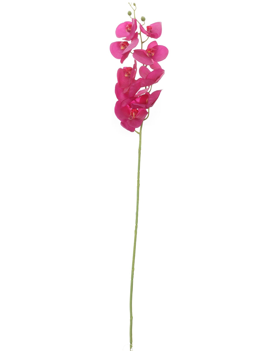 Orquídea