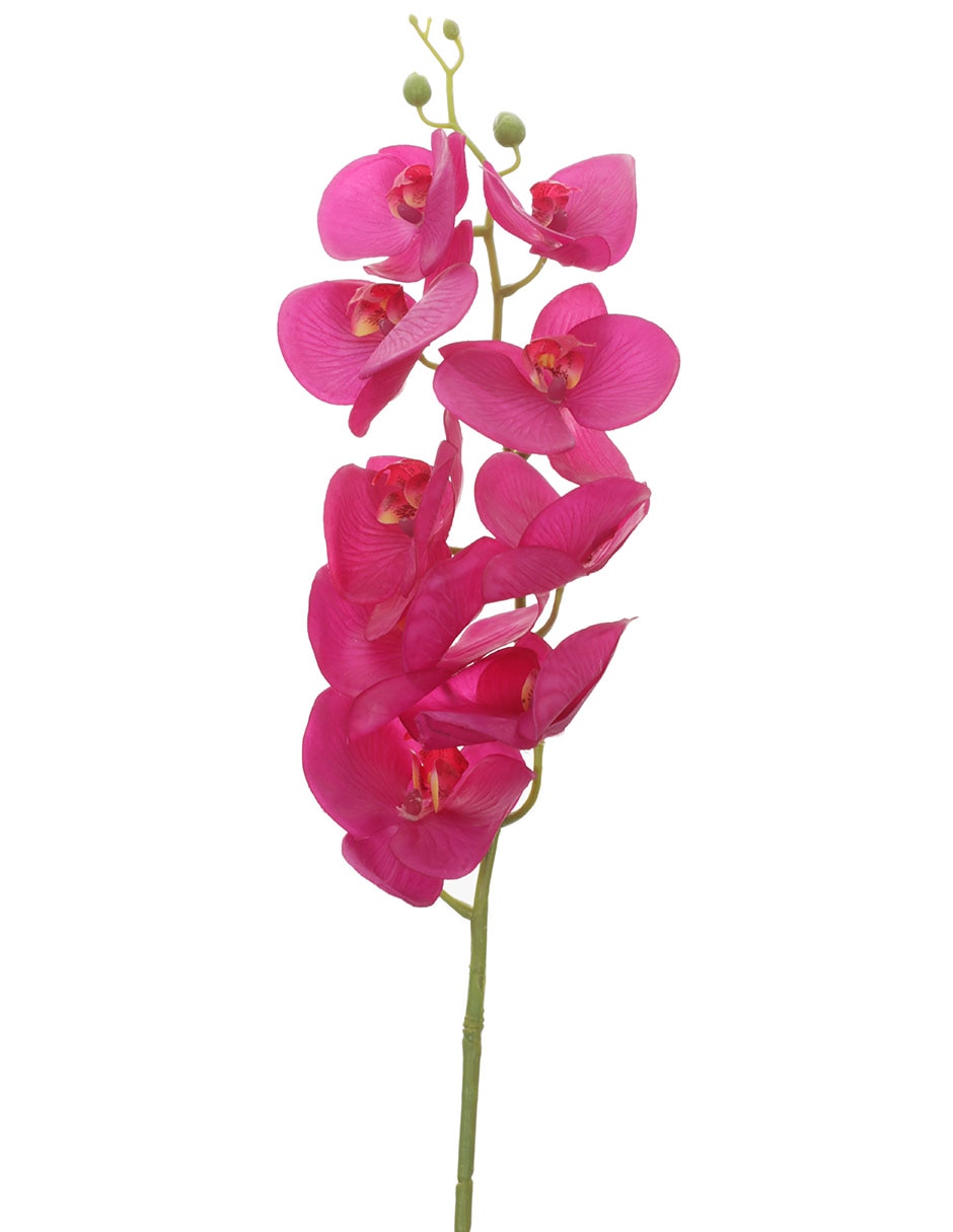 Orquídea 2