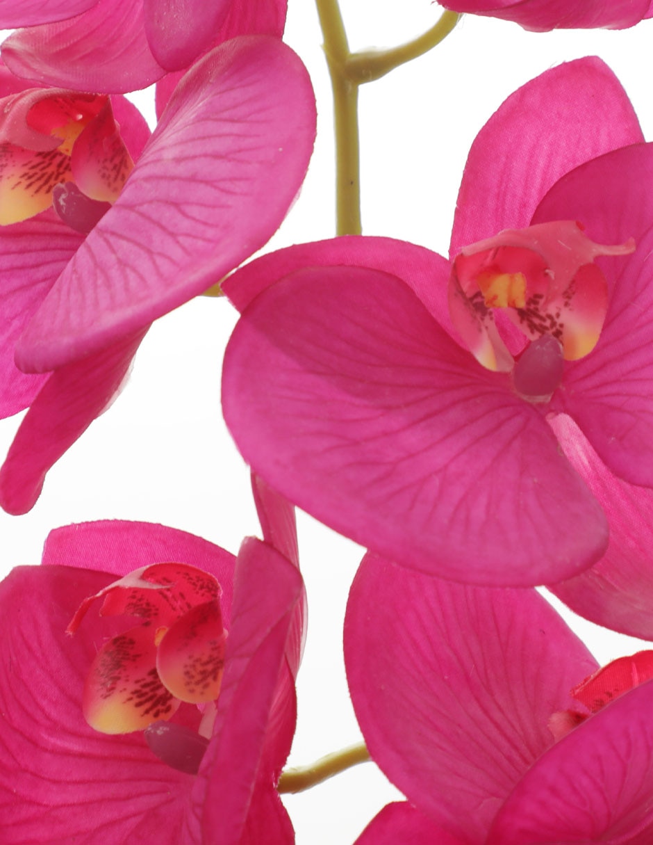 Orquídea 3