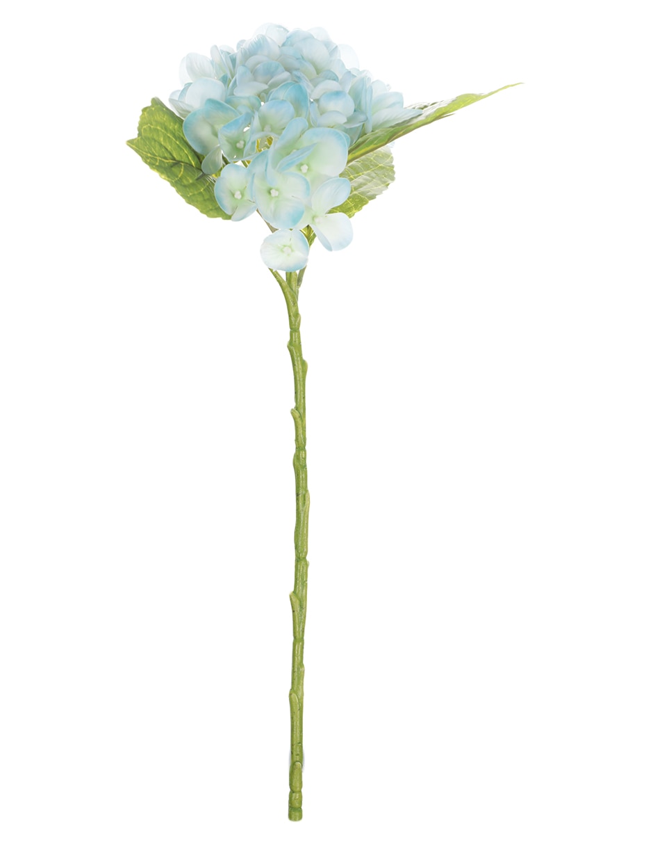 Hortensia 1