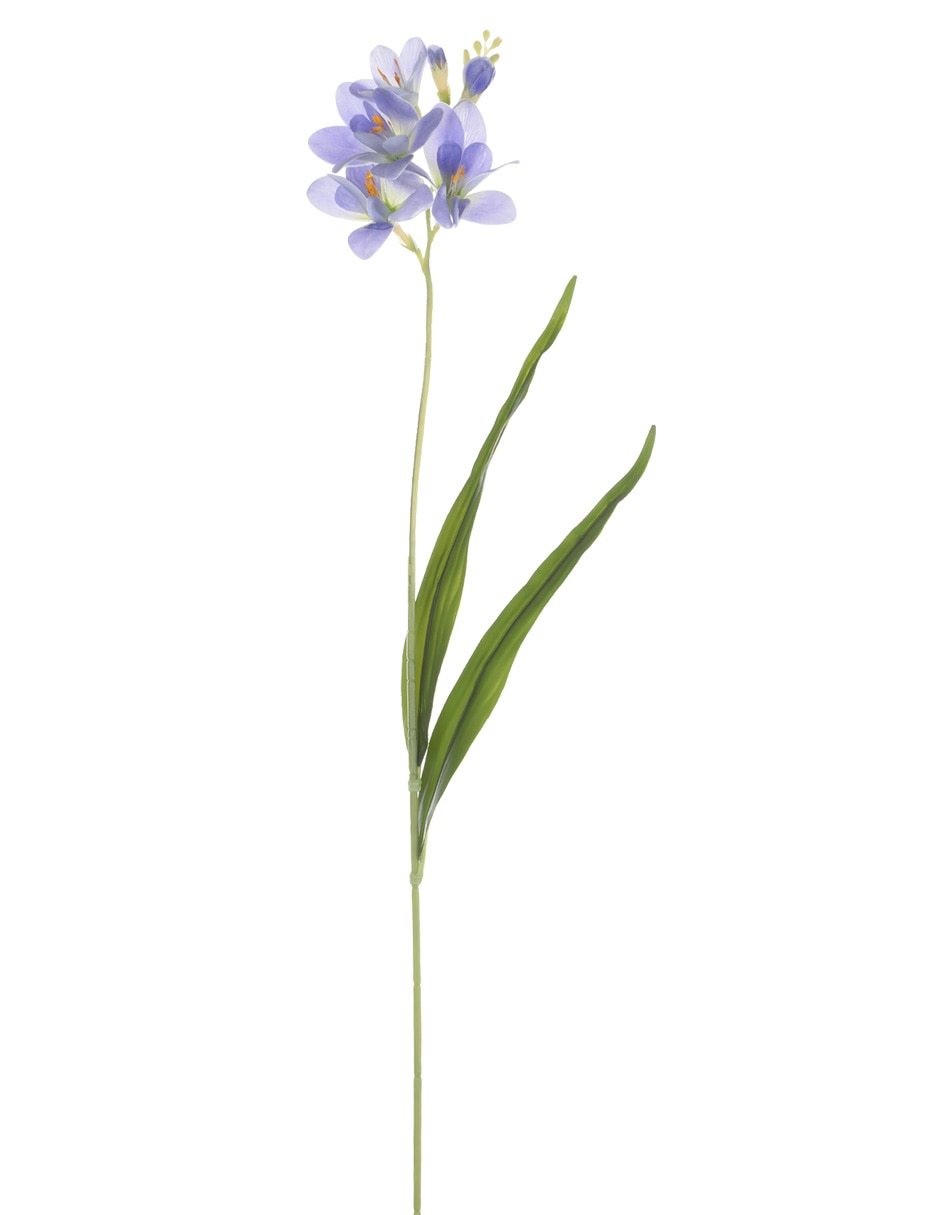 Freesia 1