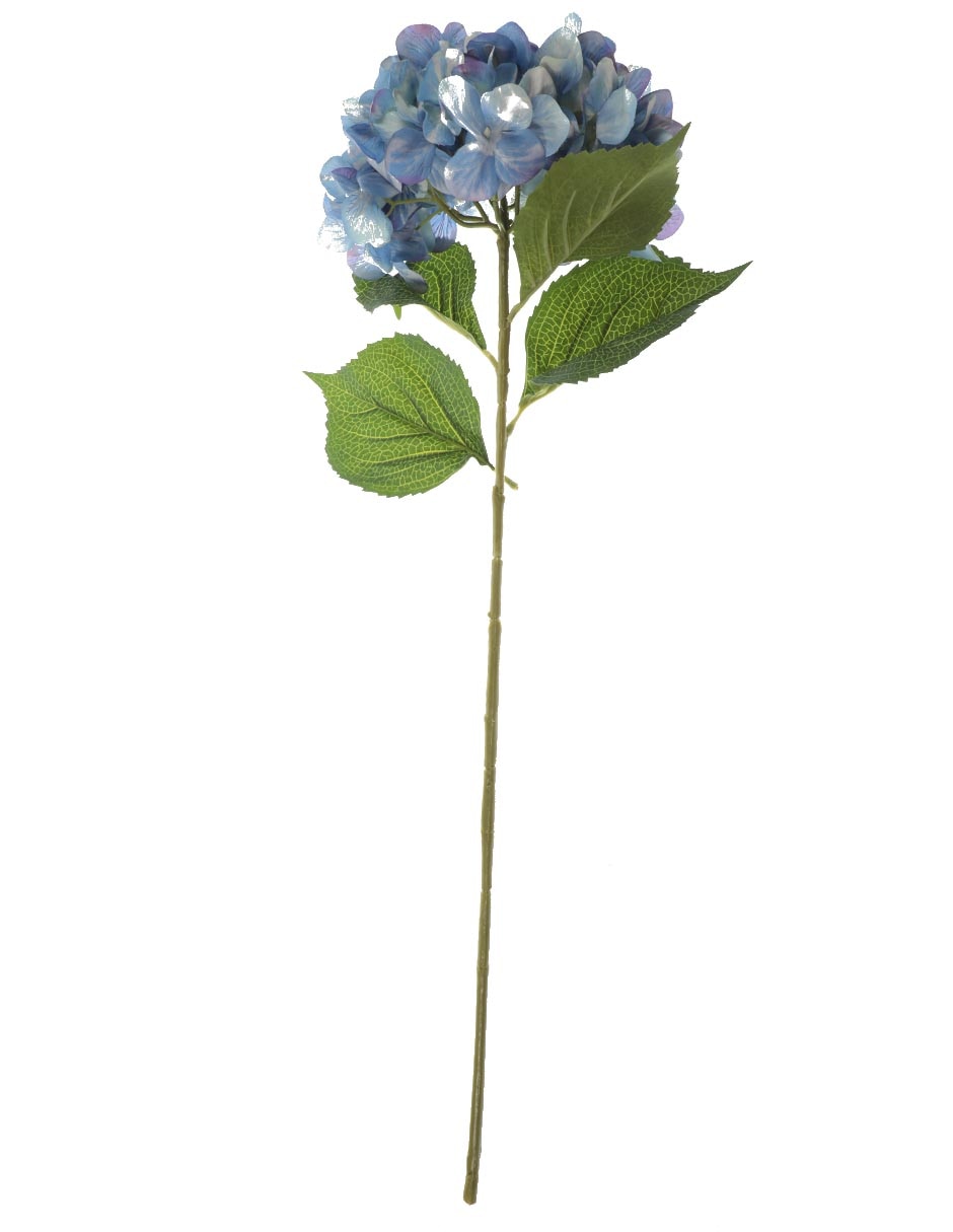 Hortensia 1