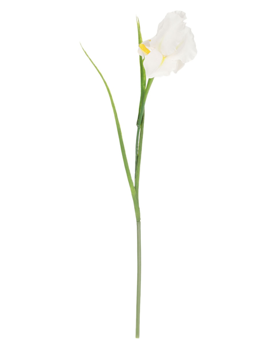 Iris 1