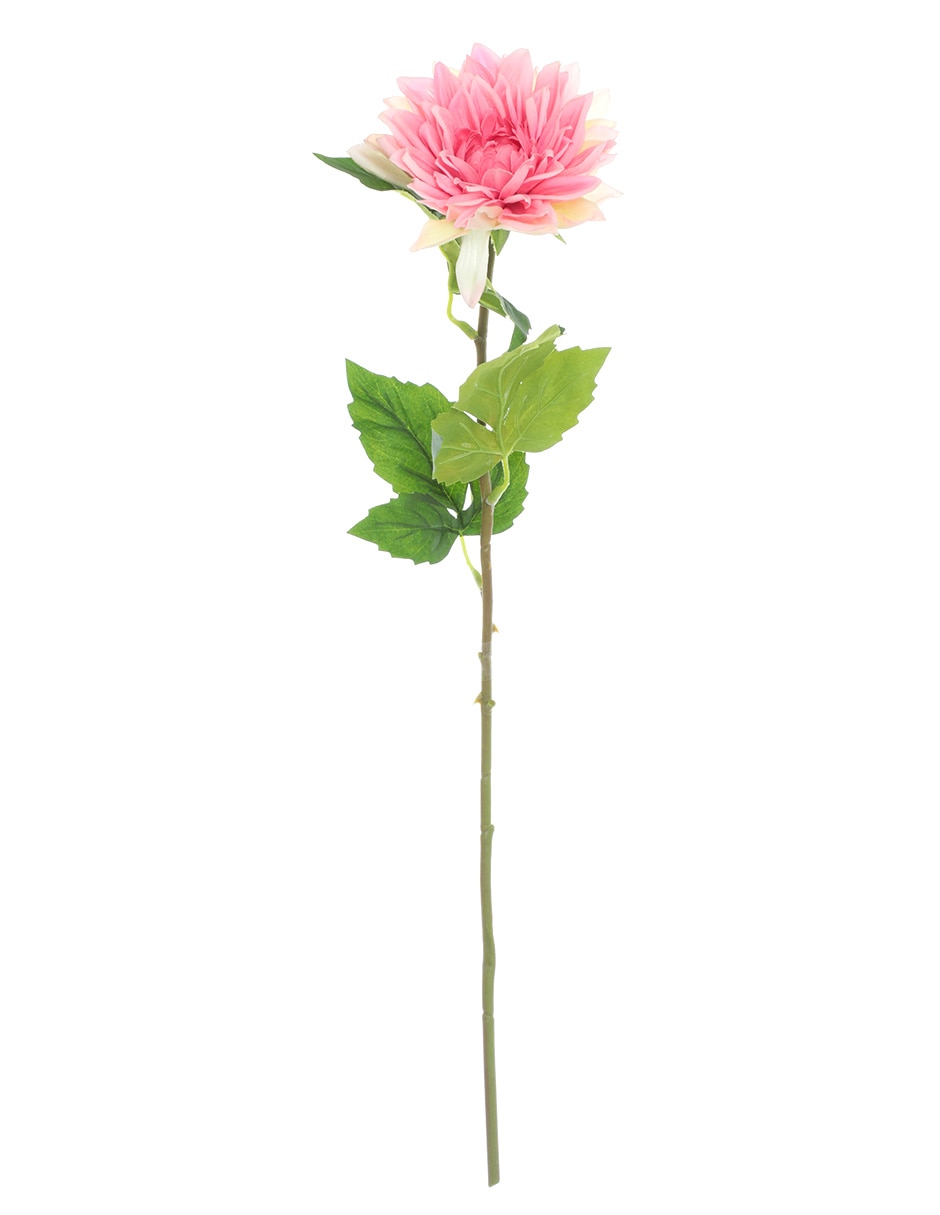 Dalia 1