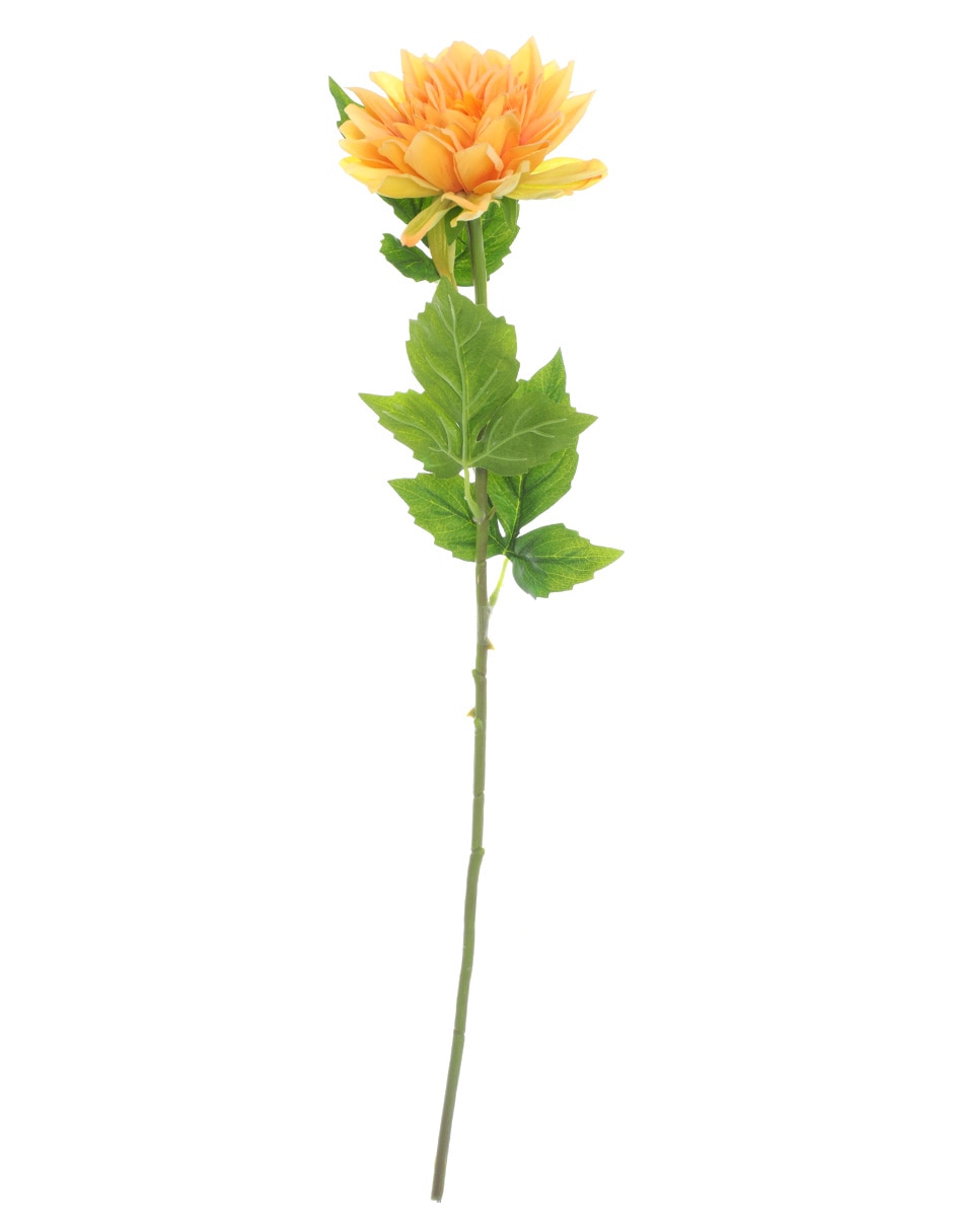 Dalia 1