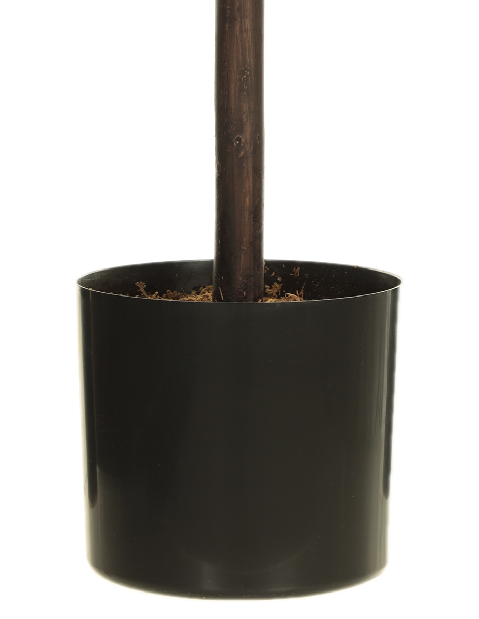 Árbol 3