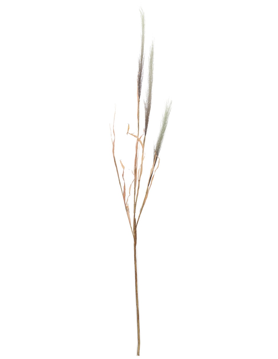 Pampa decorativa