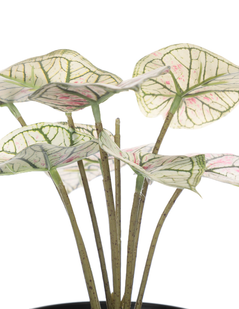 Planta 2
