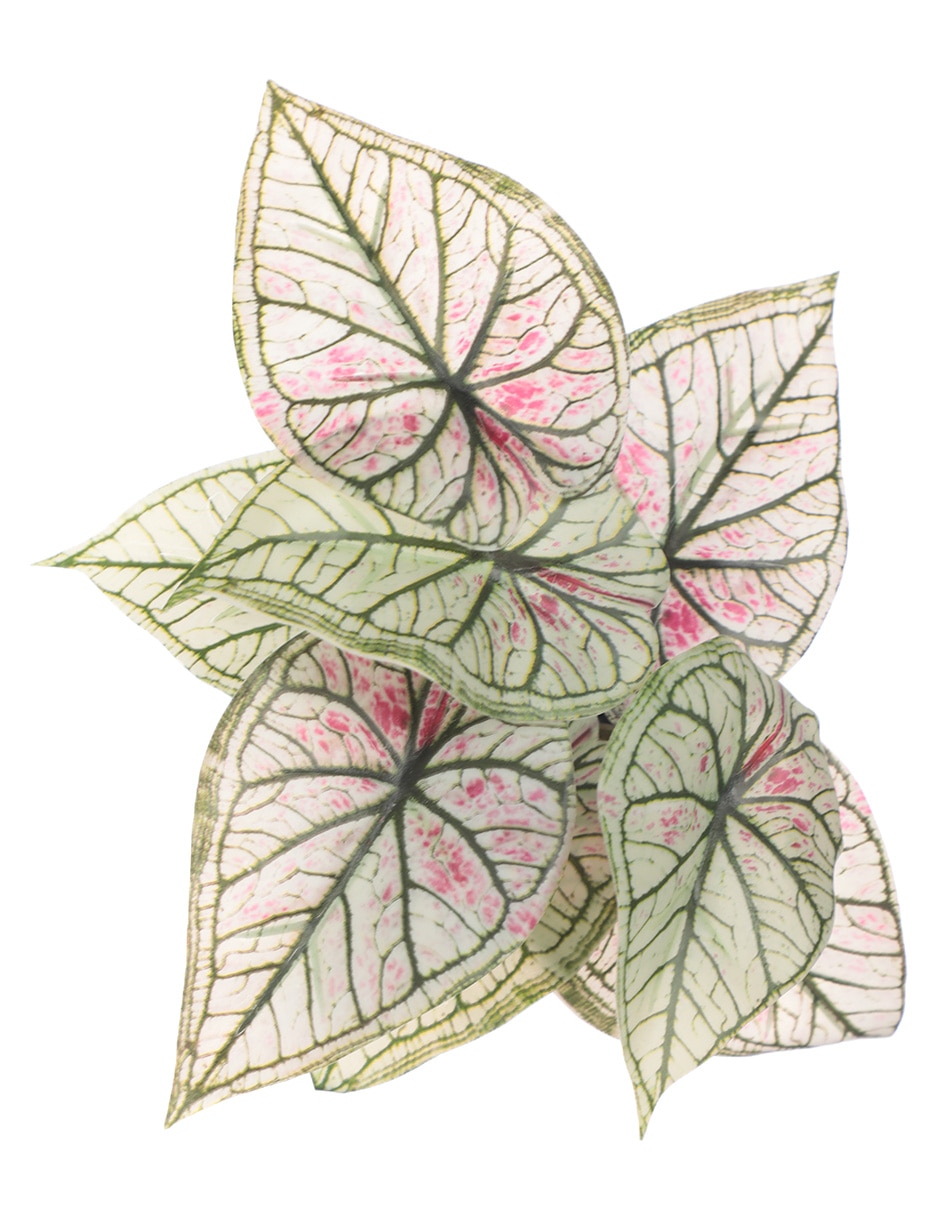 Planta 4