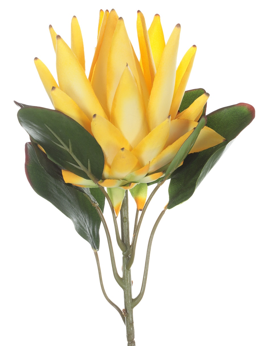 Protea