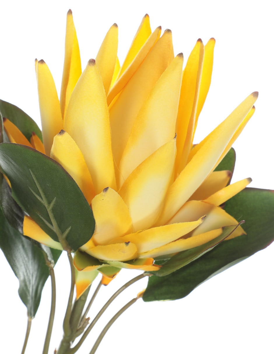 Protea