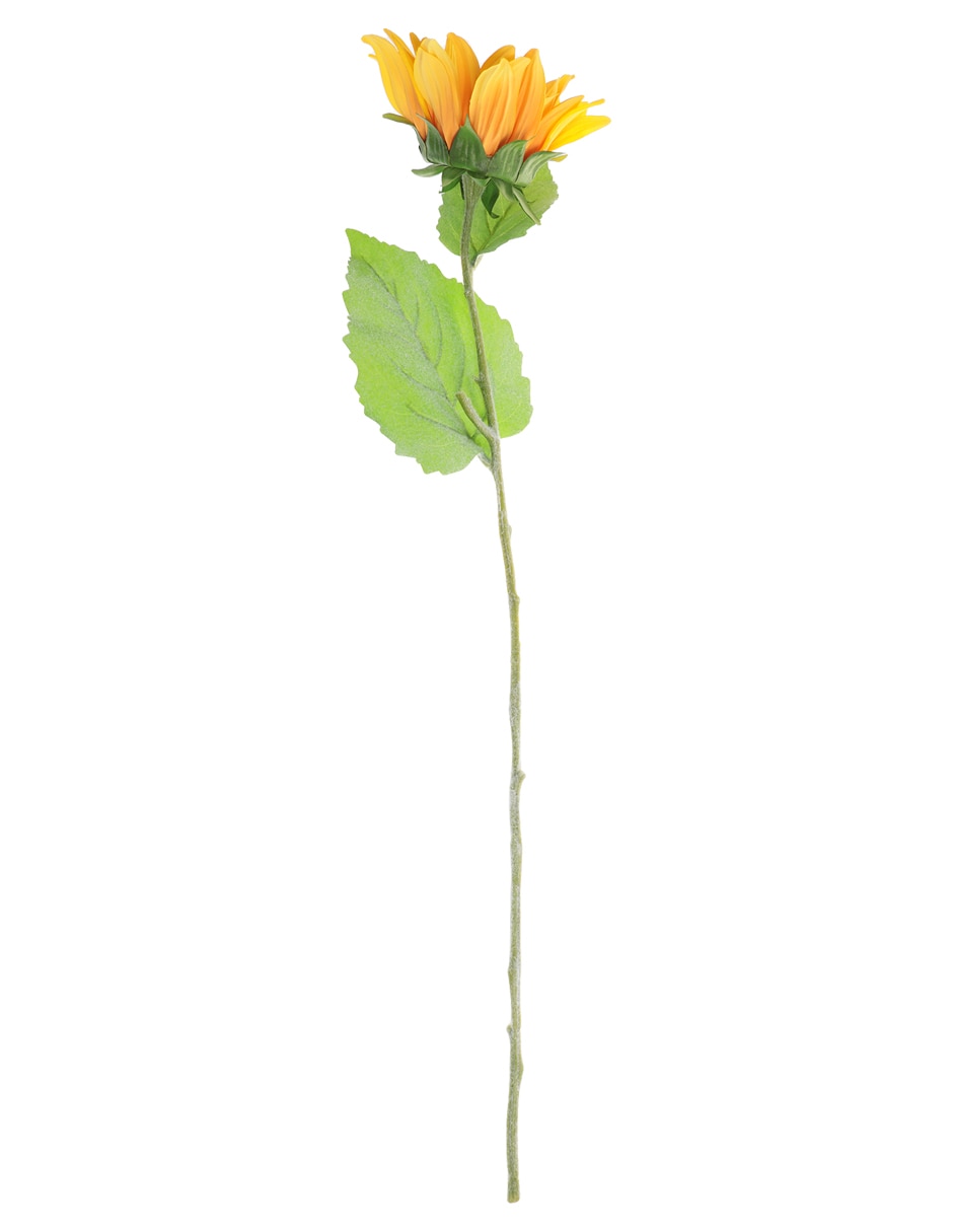 Girasol Girasol