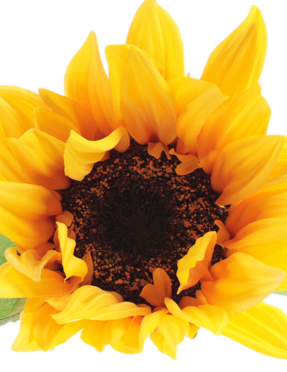 Girasol 2
