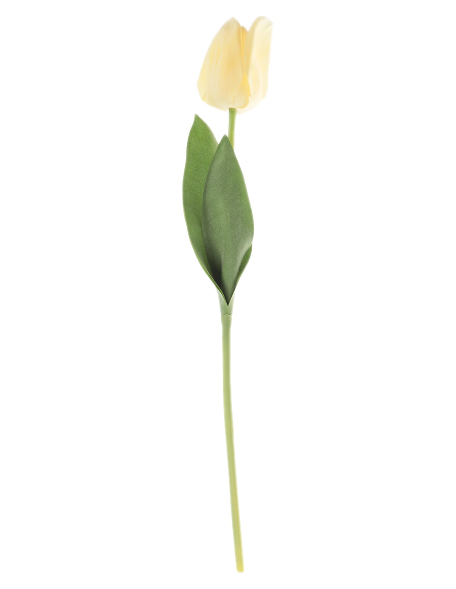 Tulipán 1