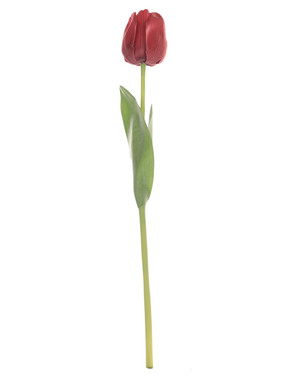 Tulipán Tulipán
