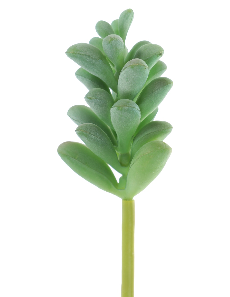 Suculenta