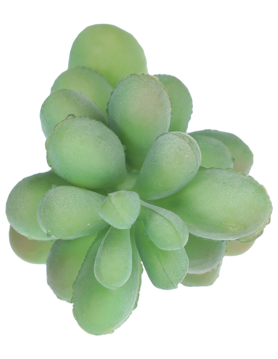 Suculenta