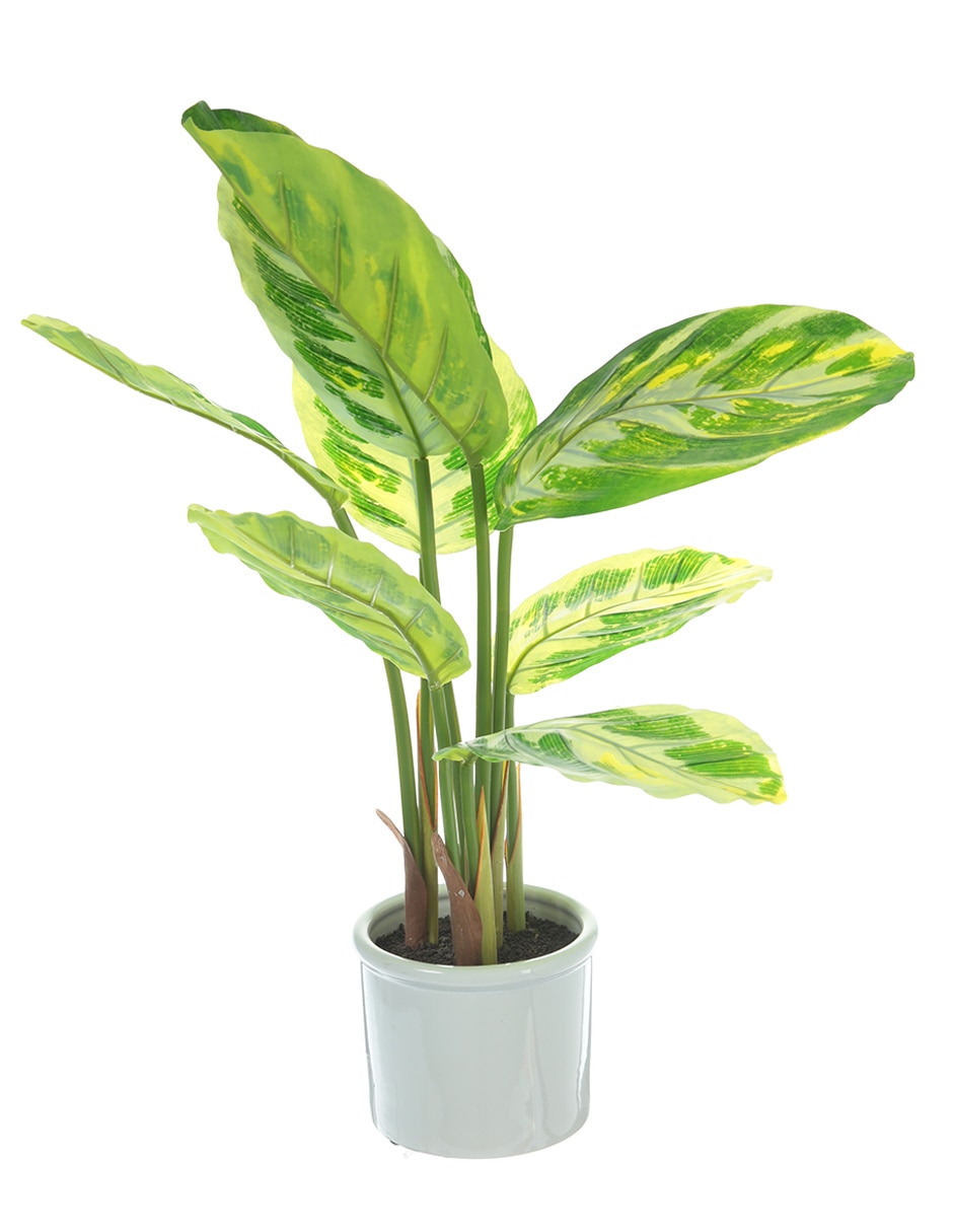 Preelaborado de epipremnum