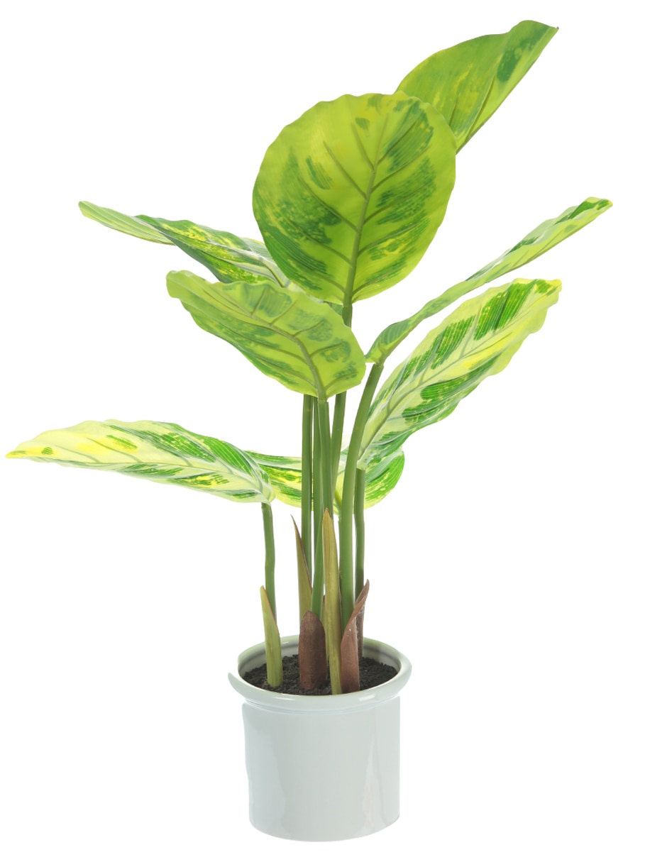 Preelaborado de epipremnum 2