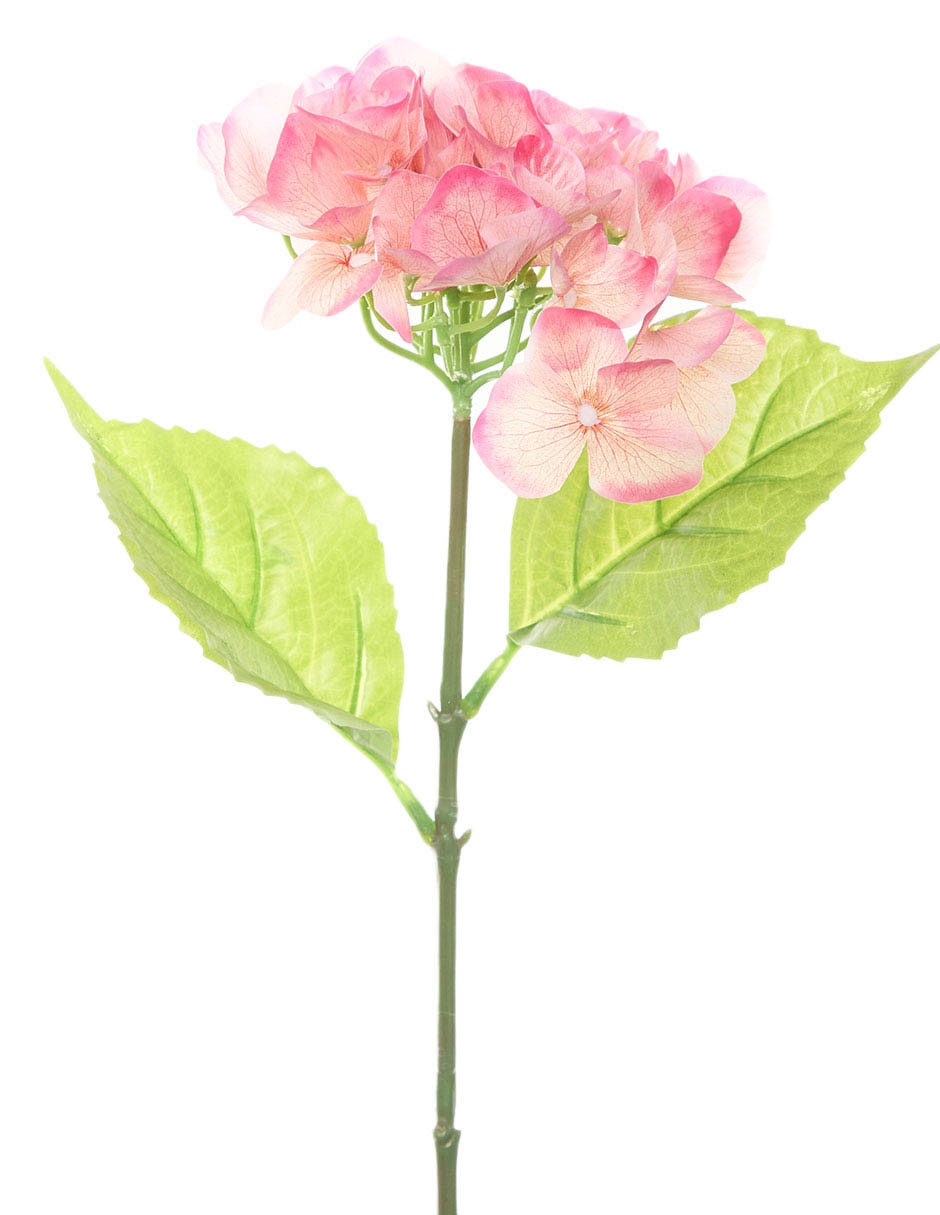 Hortensia 2