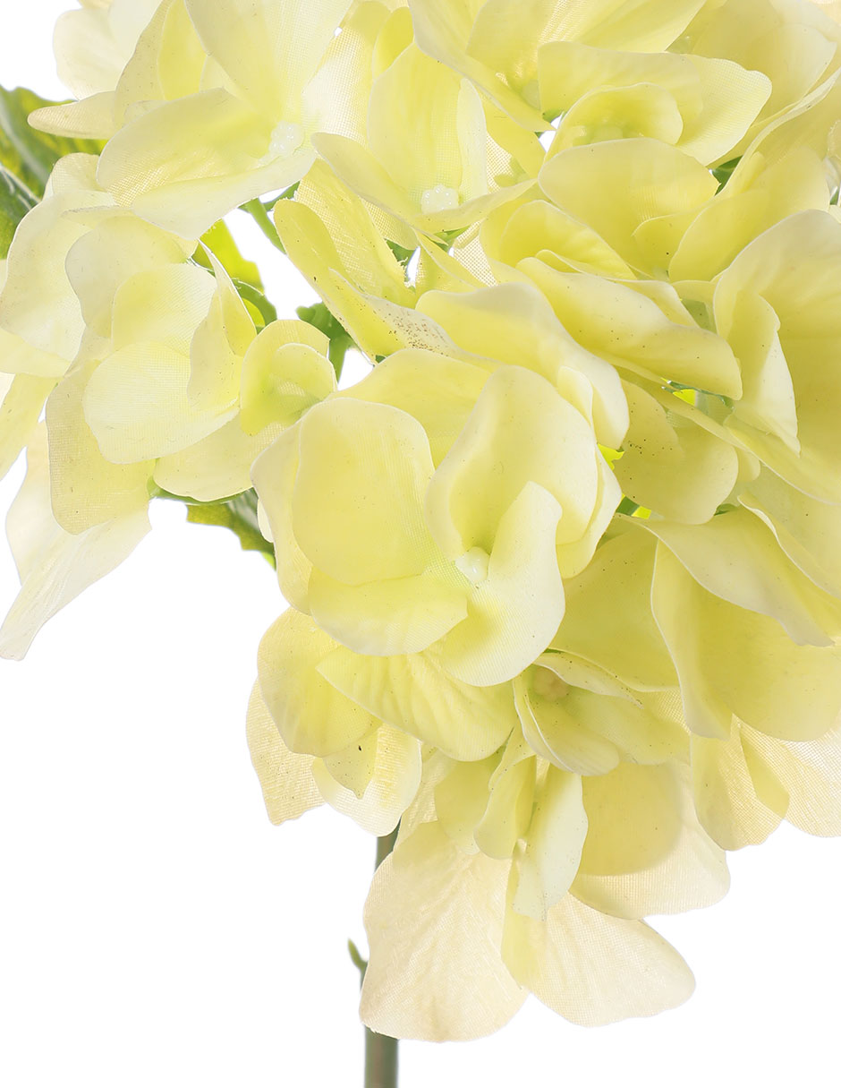 Hortensia 3