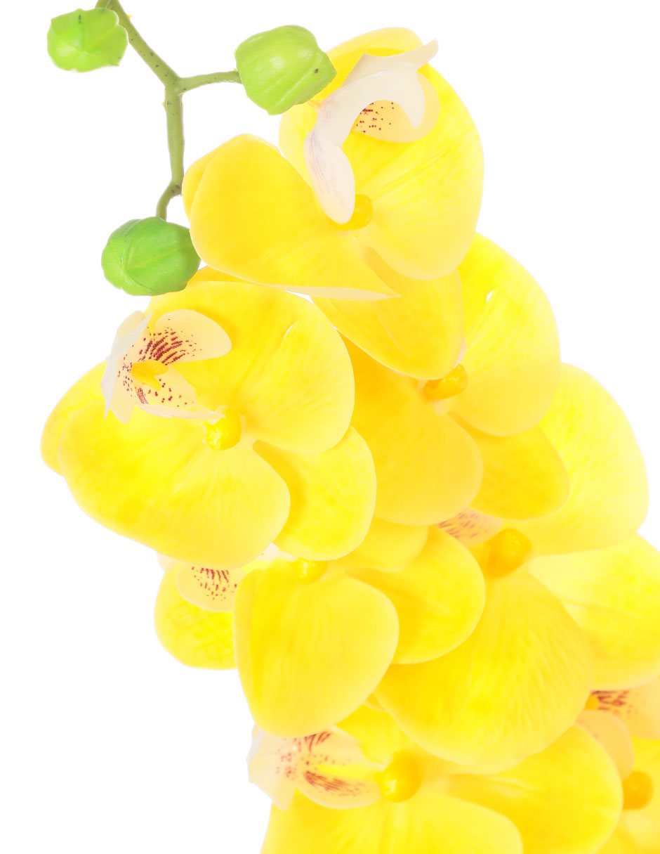 Orquídea 3