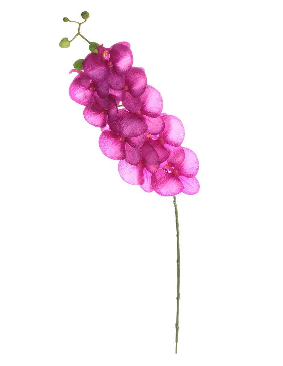 Orquídea