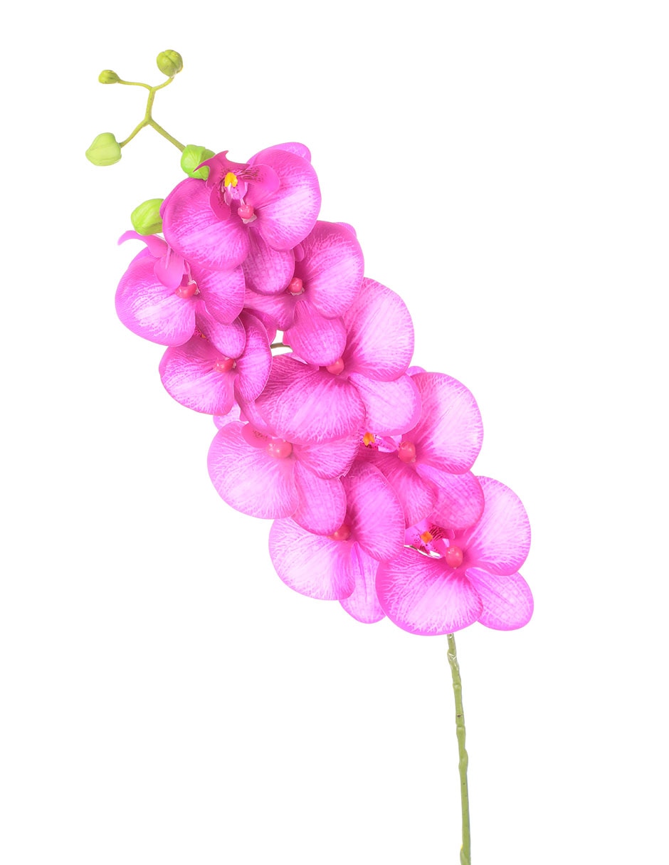 Orquídea 2
