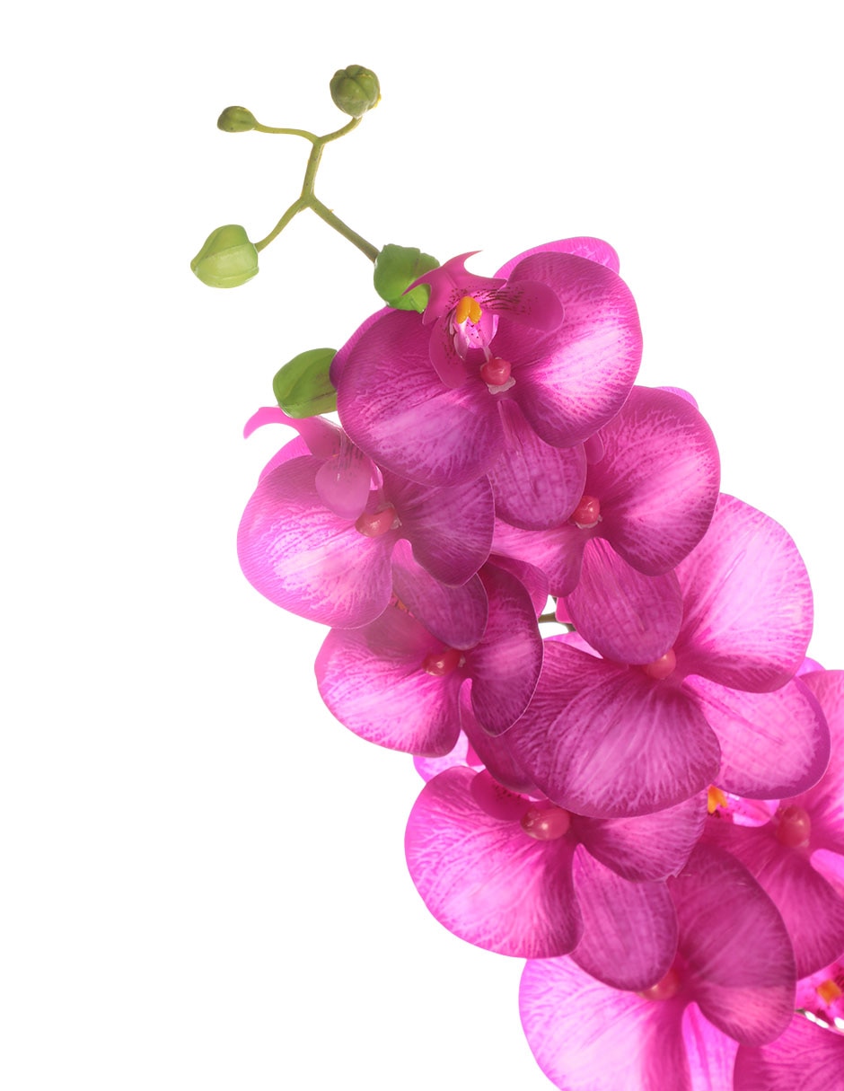 Orquídea 3
