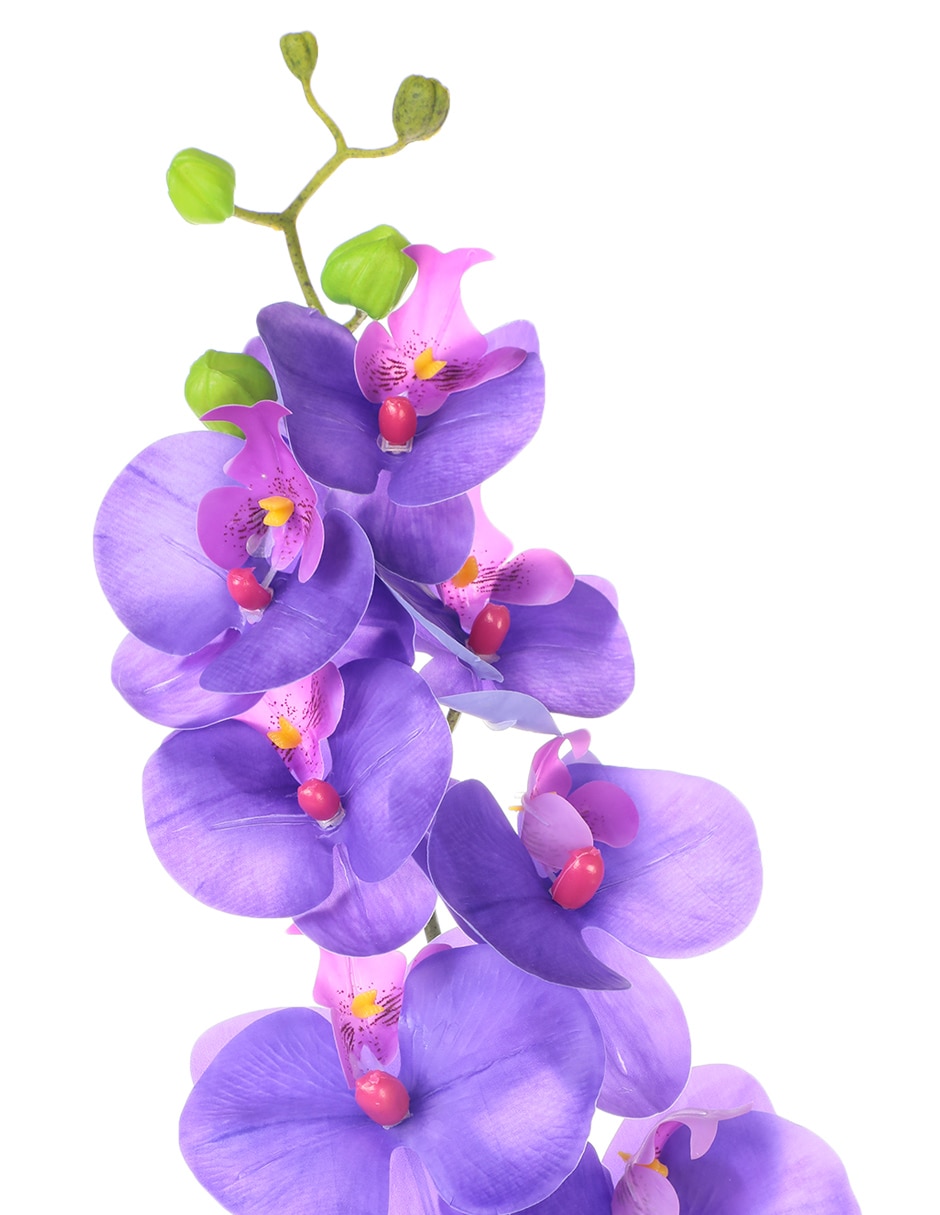 Orquídea 3