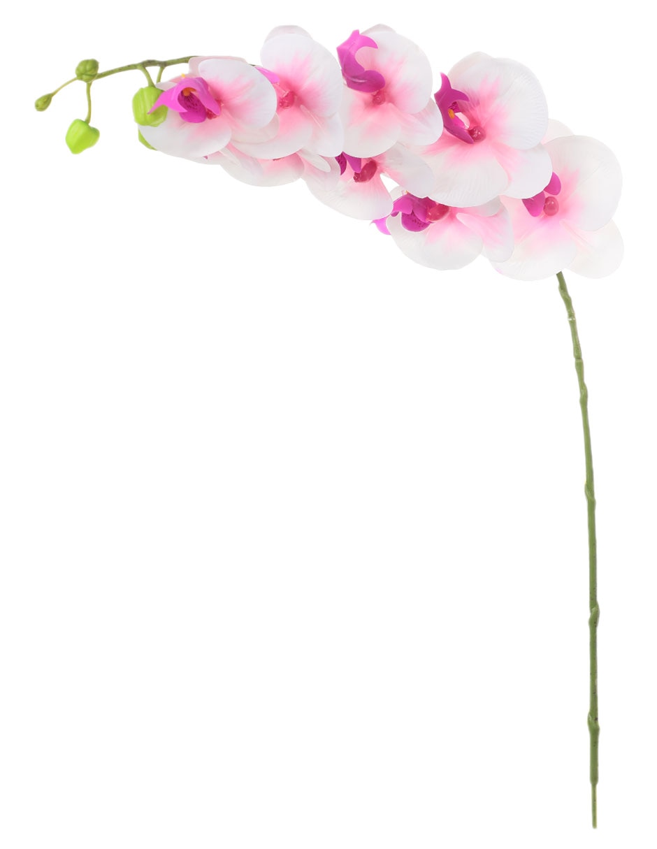 Orquídea