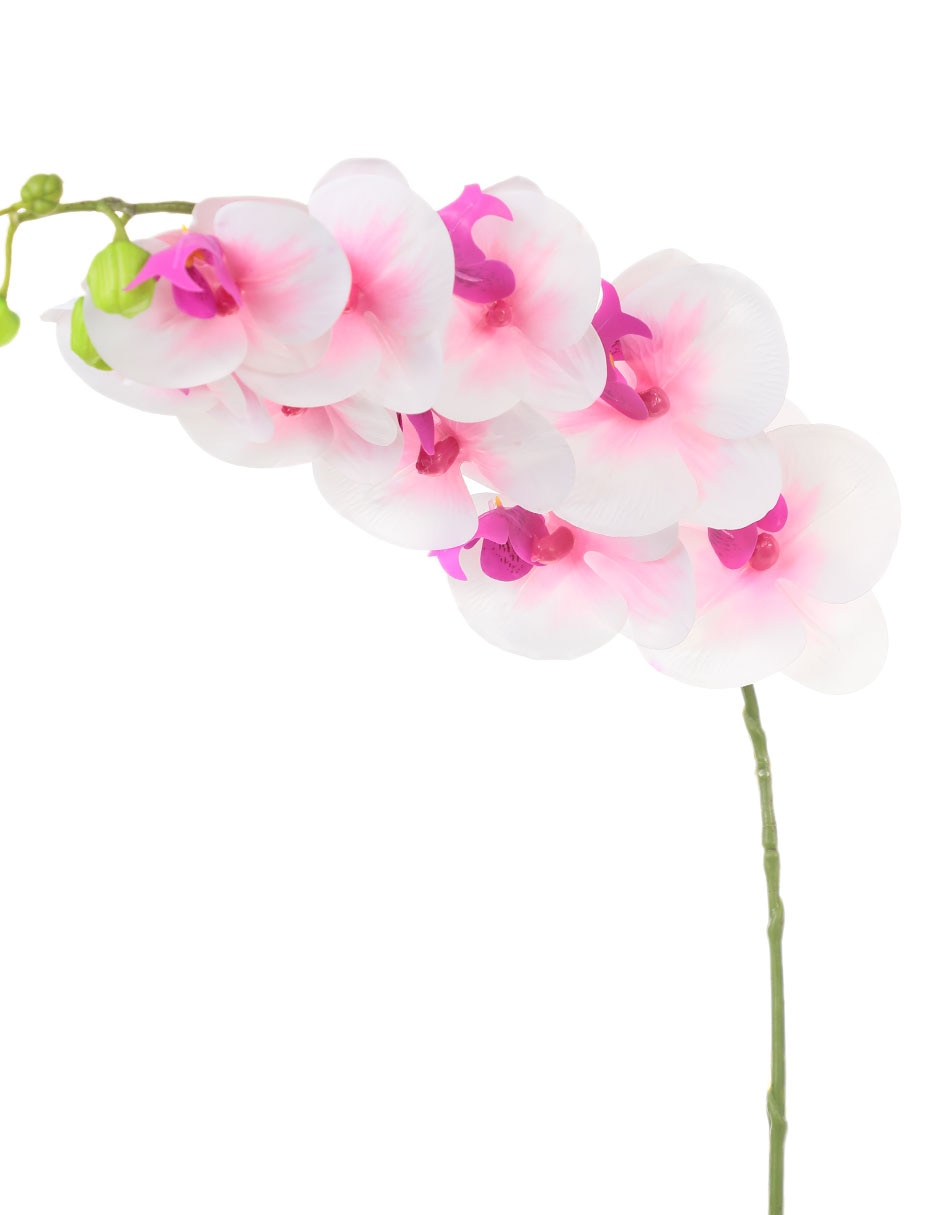 Orquídea 2