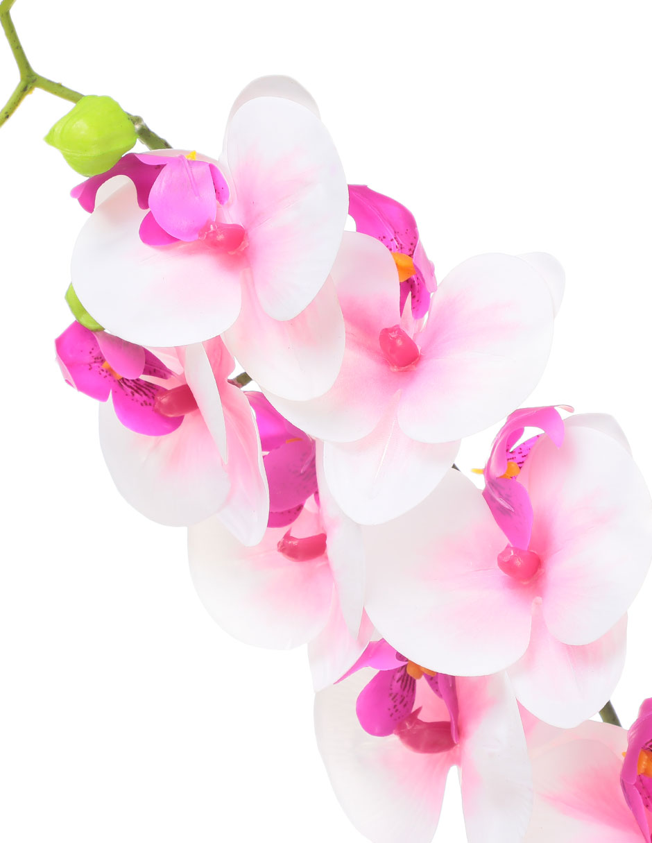 Orquídea 3