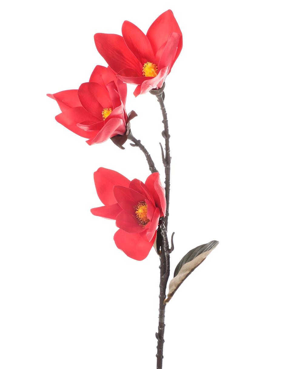 Magnolias 2